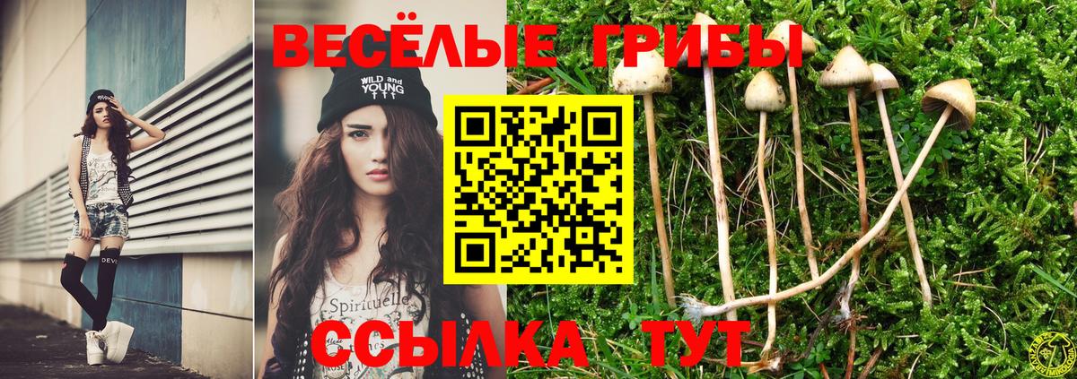Псилоцибиновые грибы Cubensis Лесной